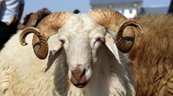 ما حكم شراء الأضحية بالتقسيط؟ .. الافتاء تجيب