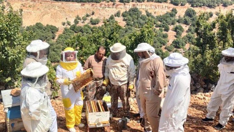 عجلون: إنتاج العسل مهنة متنامية تدعم الاقتصاد الريفي