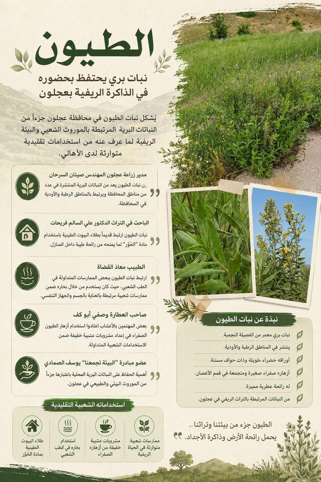 الطيون نبات بري يحتفظ بحضوره في الذاكرة الريفية بعجلون