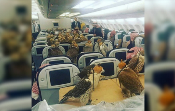 أمير سعودي يحجز 80 مقعدا في الطائرة لصقوره