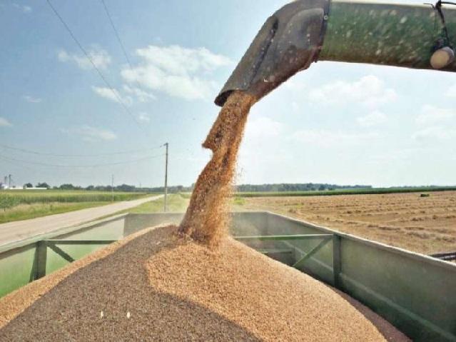 وزارة الصناعة : مخزوننا من القمح يغطي احتياجاتنا لاكثر من 12 شهرا
