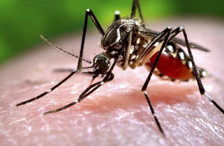 ينقله البعوض.. حقائق عن فيروس زيكا
