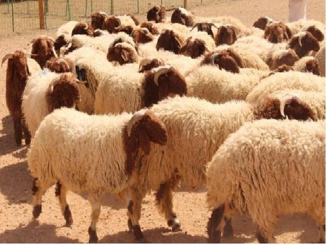 600 ألف أضحية بلدية في الاسواق .. والزراعة تستأنف الاستيراد.