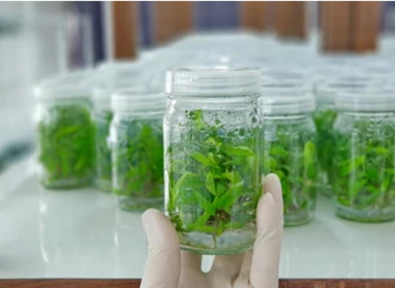 زراعة الانسجة النباتية: تقنية مبتكرة لتعزيز انتاج النباتات والحفاظ على التنوع الحيوي