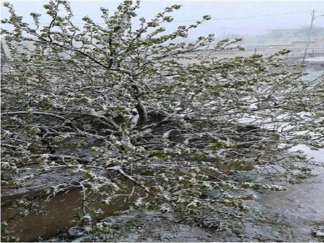 الارصاد تحسم الجدل حول تساقط الثلوج