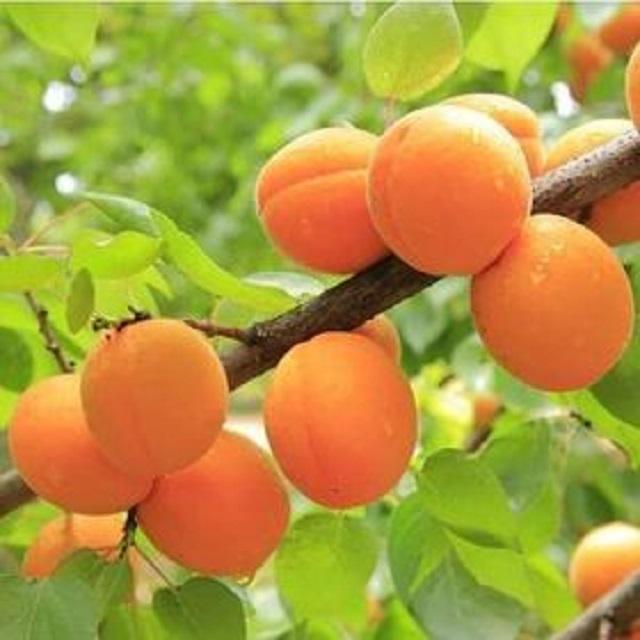 فاكهة المشمش في التراث الزراعي المشرقي .