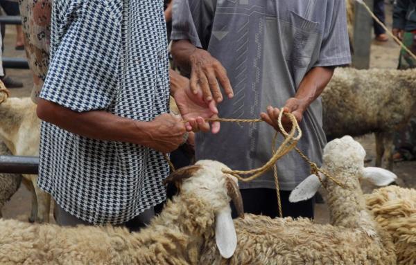 المستهلك تدعو للابتعاد عن الذبح العشوائي للأضاحي
