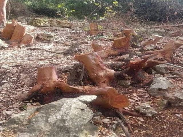 عجلون :القبض على معتد بحقه 30 ضبطاً حرجياً