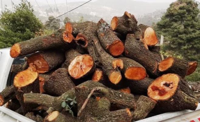 ضبط اعتداء على 120 شجرة حرجية في عجلون