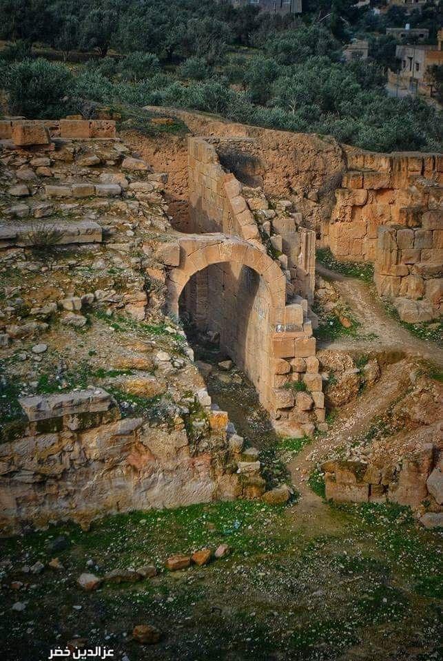 ربيع إربد.. مواسم الأعشاب والنباتات البرية عنصر جذب إضافي للسياح