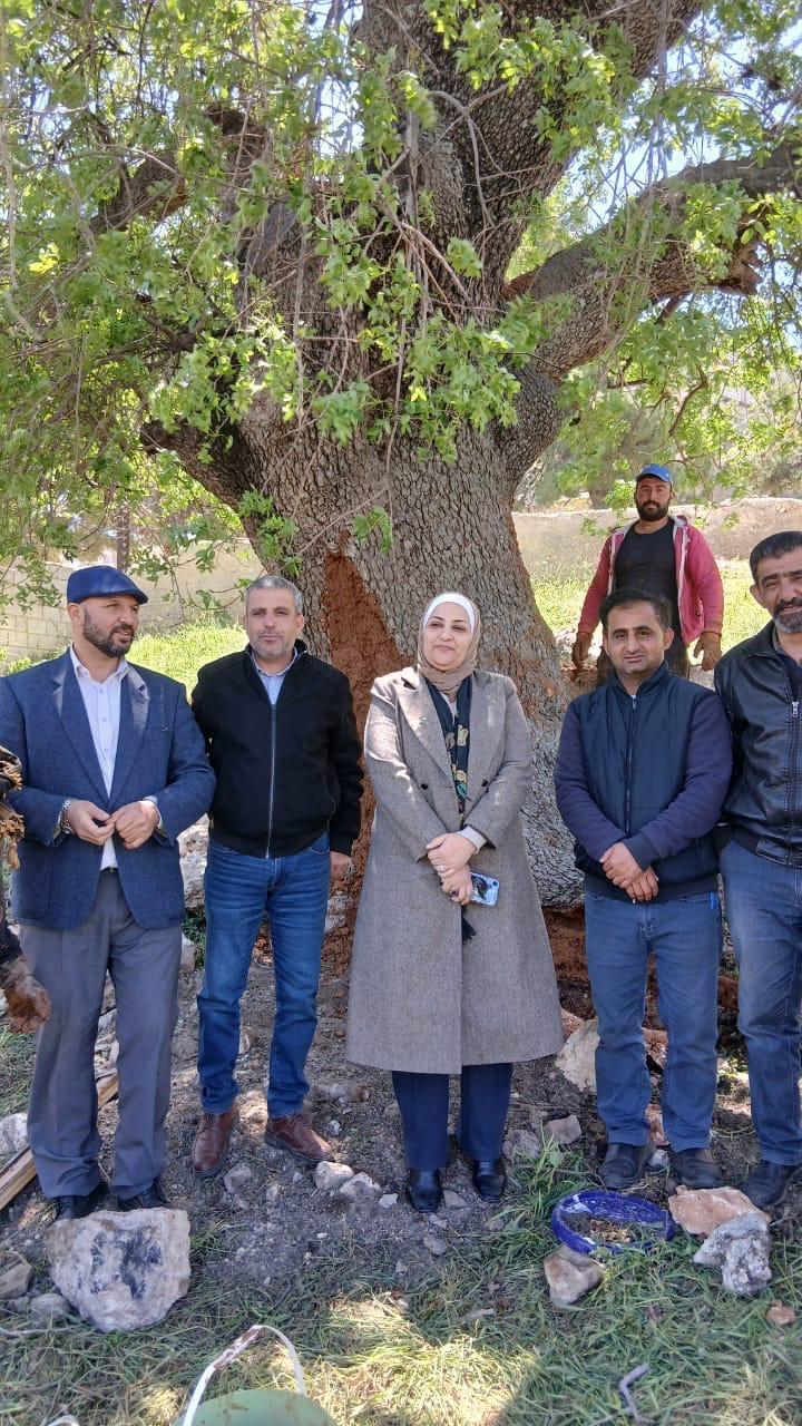 زراعة جرش تُجري صيانة لشجرة معمرة