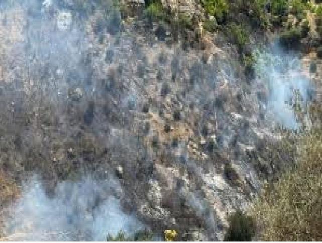 حريق يأتي على 6 دونمات من الأشجار المثمرة في راجب