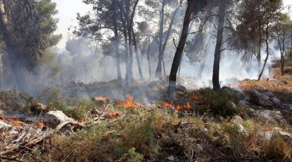 جهود بيئية وسياحية للوقاية من حرائق الغابات في عجلون