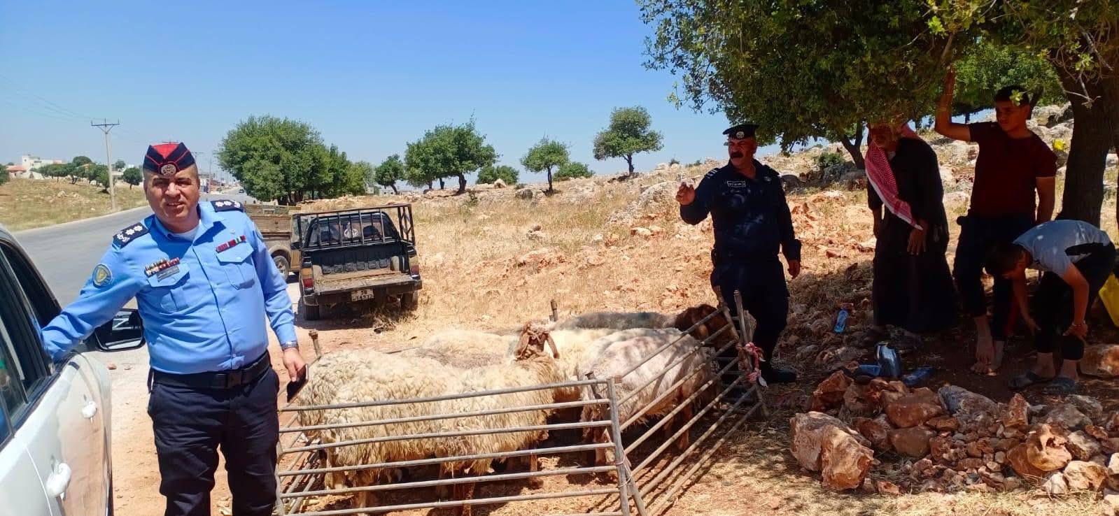 جولات تفقدية على حظائر الأضاحي في عجلون