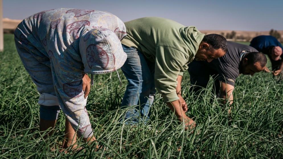 مؤسسة الإقراض الزراعي ستمنح قروضا موجهة للشباب العاطلين عن العمل