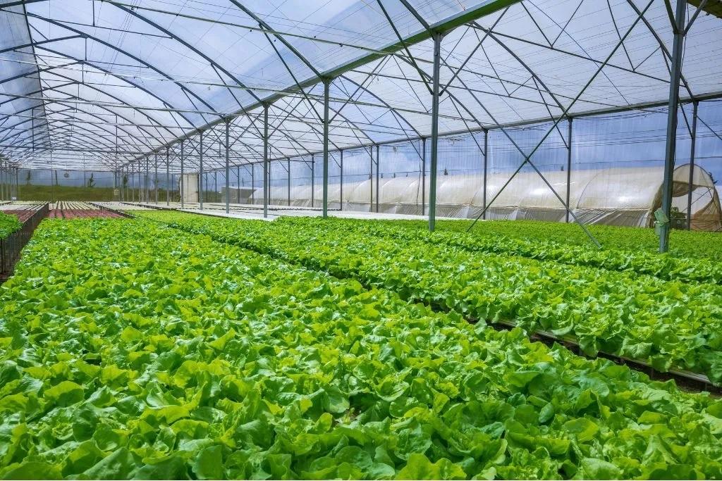 متحدثون: الابتكار التكنولوجي يعزز استمرارية نمو القطاع الزراعي بالأردن