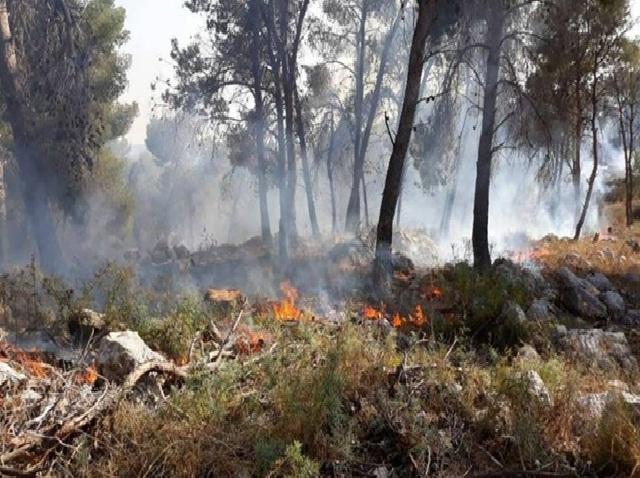 عجلون :حرائق الغابات..جهود مكثفة للوقاية والحماية