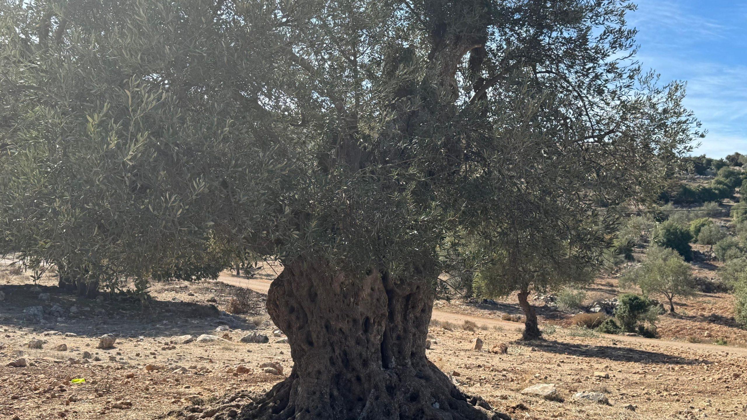 مطالب باعتماد مسارات سياحية للزيتون الرومي في عجلون