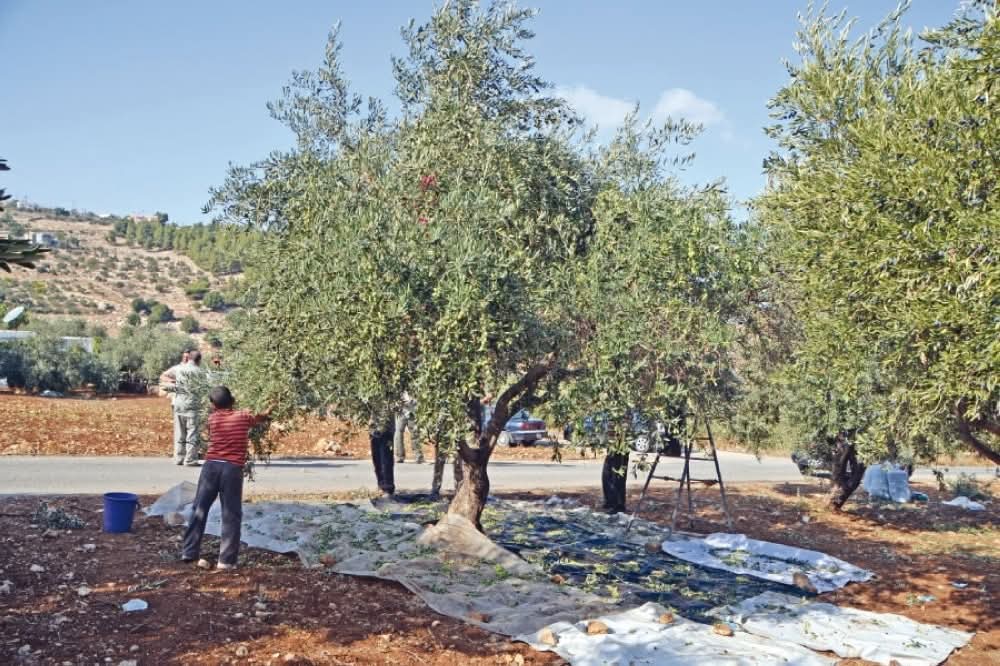 موسم قطاف الزيتون في عجلون:ركيزة للتنمية الاقتصادية