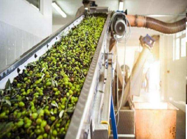 أصوات المعاصر تصرخ ... لا تقتلوا موسم الزيتون الأردني بقرارٍ اقتصادي عابر