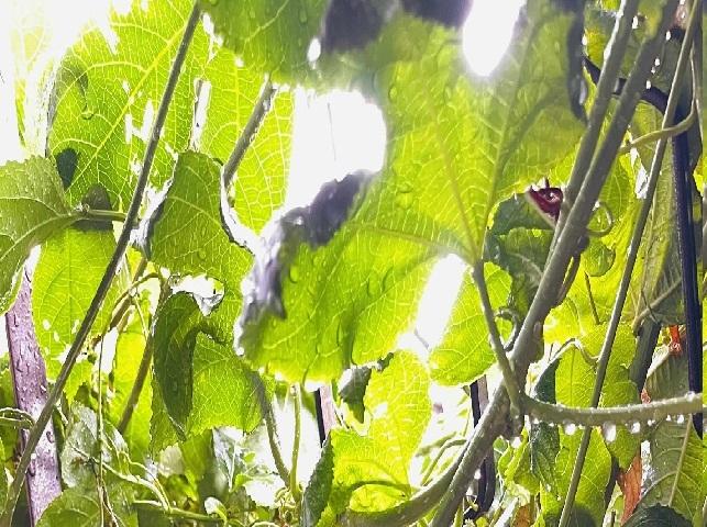 السبت .. استمرارا الاجـواء الماطرة و الرعديـة