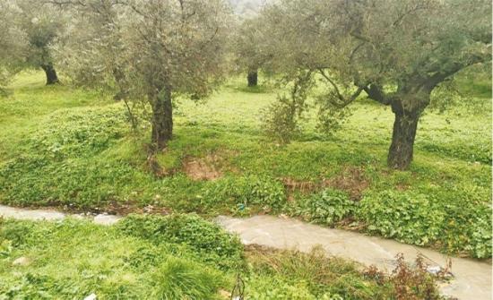 عجلون: الزراعات الشتوية تعزز دخل الأسر وترفع مستوى الاكتفاء الغذائي