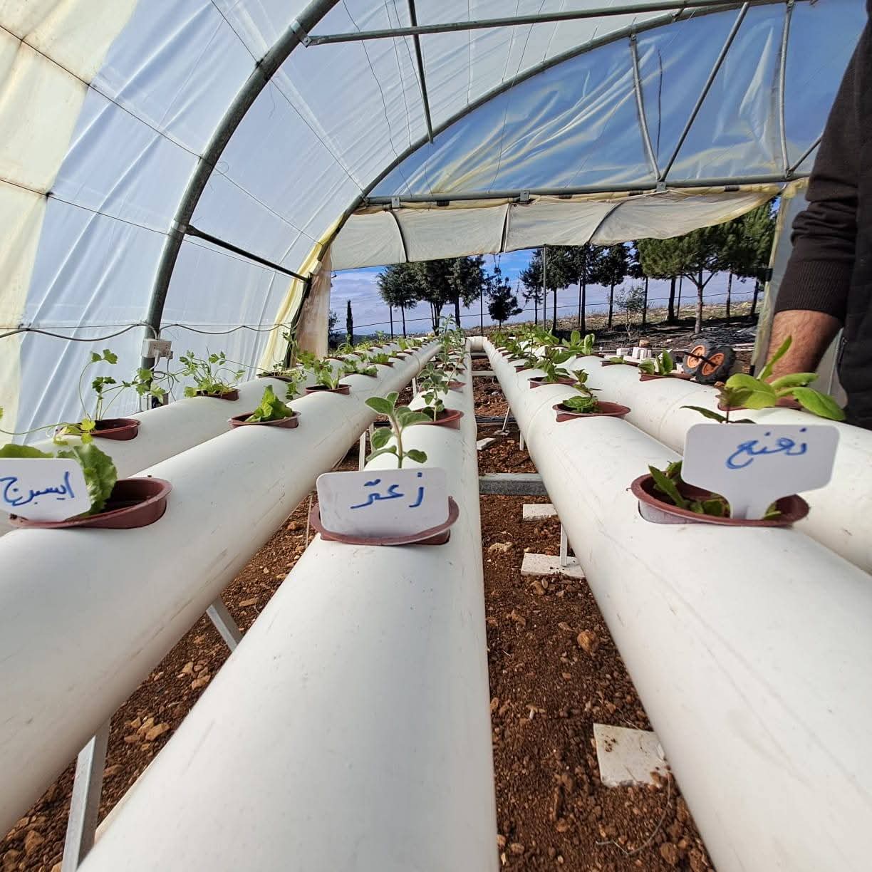 تنفيذ تدريب عملي لطلبة كلية الزراعة الزراعي في جامعة عجلون الوطنية