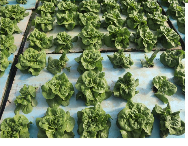 زراعة جرش : تنفيذ مشروع تبطين قنوات الري بطول 2000 متر