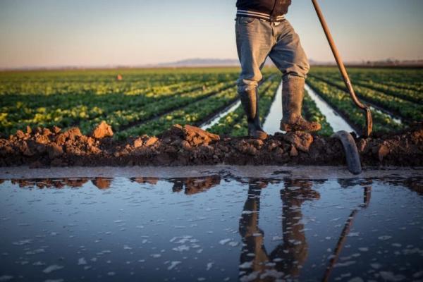 الزراعة: الأمطار تساعد في غسل التربة من الأملاح الزائدة