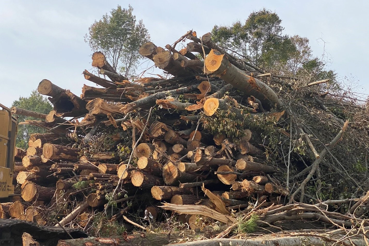 عجلون : ضبط مركبتين محملتين بكميات مقطوعه من أشجار السنديان والملول المعمّرة