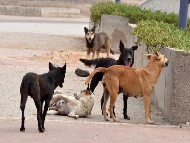 الأمن ينفي وفاة طفلة نتيجة عقر كلاب في إربد