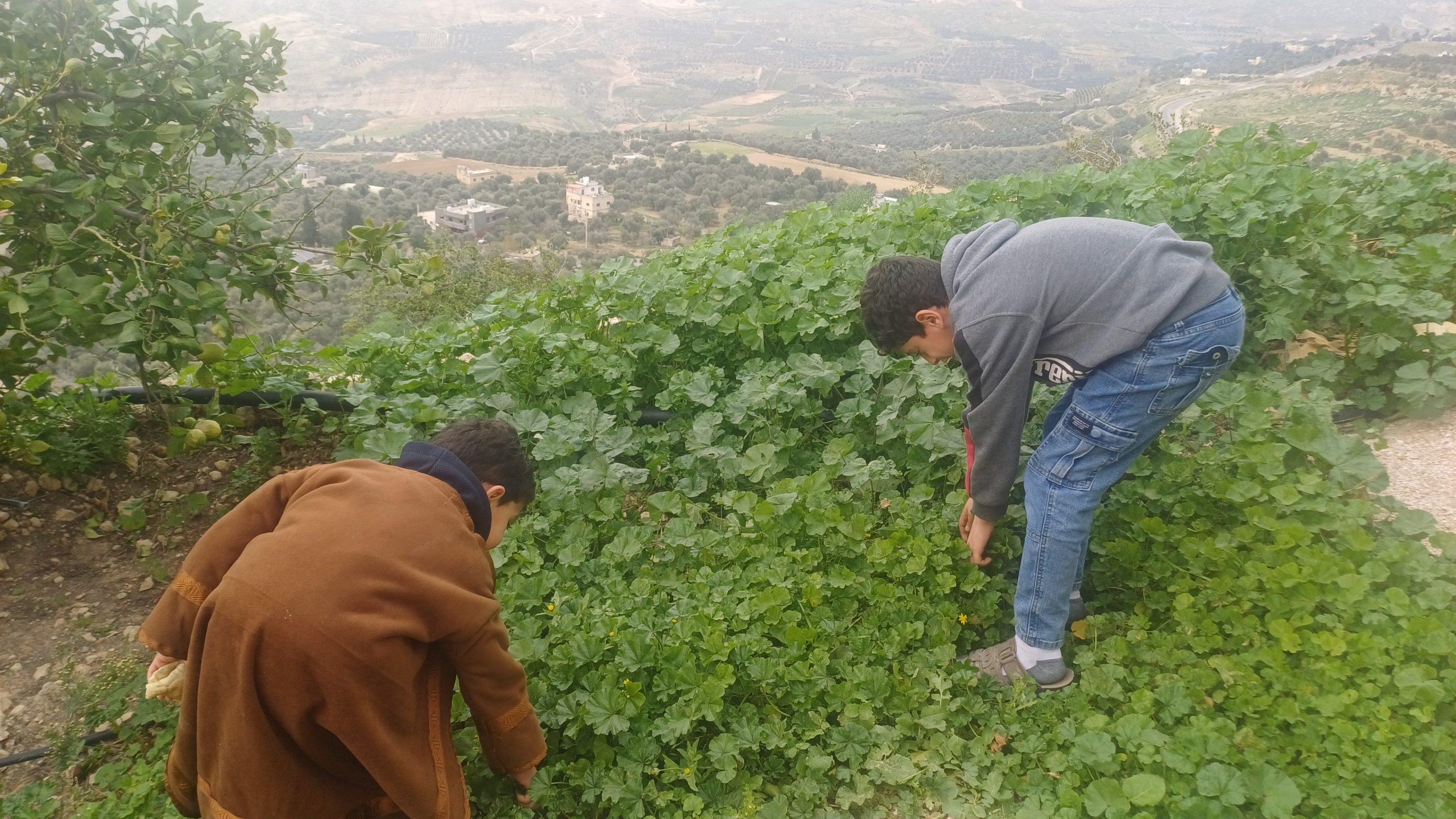 موسم التبّقُل في عجلون… طقس تراثي يعانق الطبيعة ويعزز السياحة الريفية