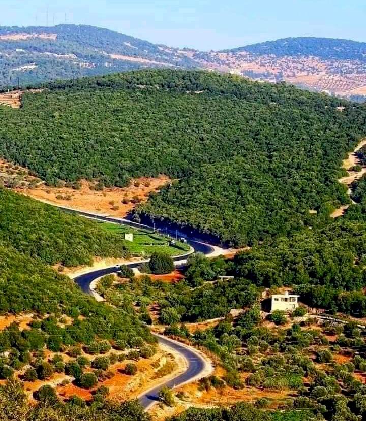 حماية الغابات وتعزيز التشجير أولوية بيئية في عجلون