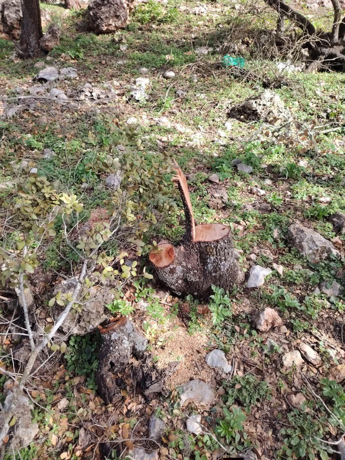 القضاة يكتب: عجلون تنزف أخضرها حين يتحول المنشار إلى قرار