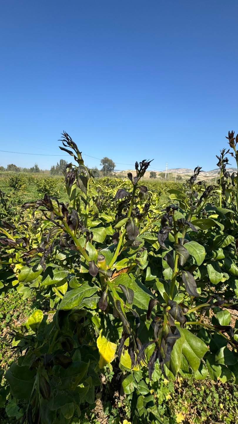 الغزاوي: الصقيع يضرب مزارعي الاغوار مجدداً