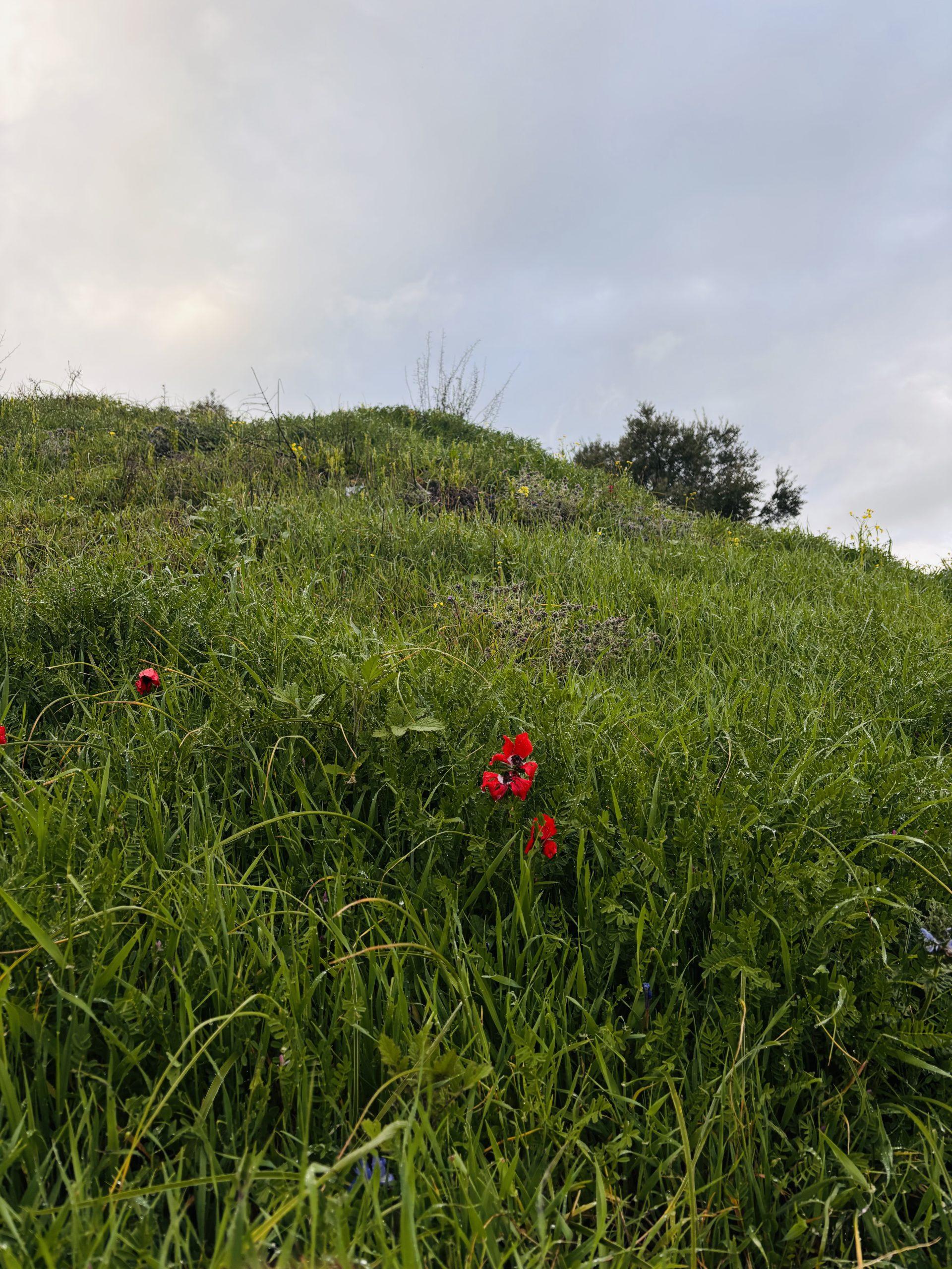 عجلون: الأعشاب البرية مورد غذائي ومصدر دخل للأسر
