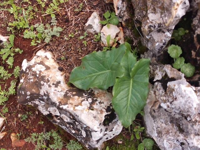 عجلون: الأعشاب البرية مورد غذائي ومصدر دخل للأسر