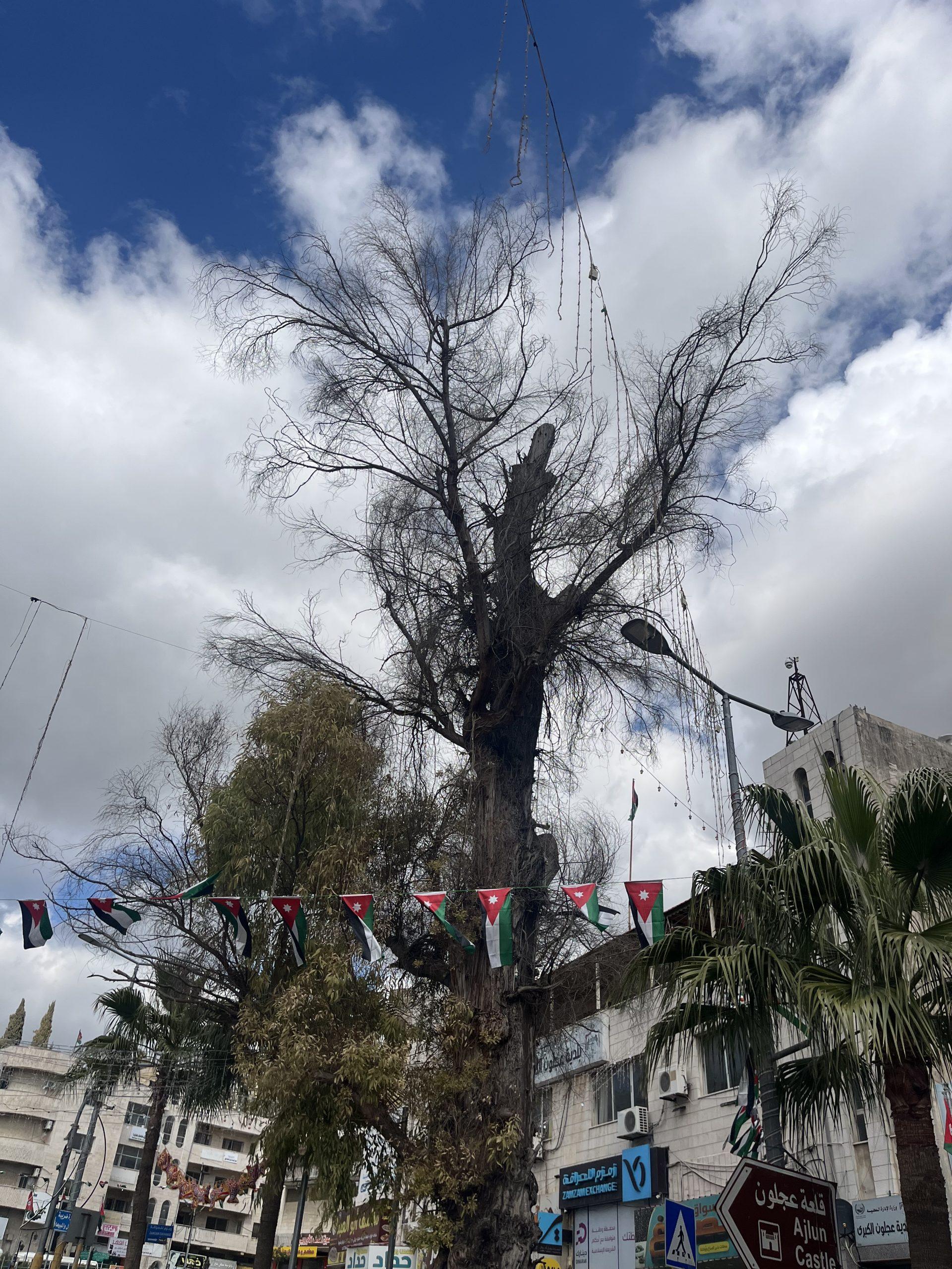 عجلون: شجرة الكينا شاهدة على تاريخ المدينة وذاكرتها