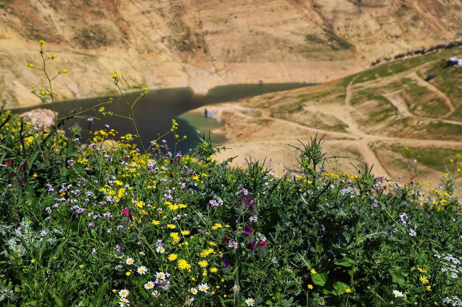 عجلون : الامطار تنعش المراعي الطبيعية والتنوع الحيوي