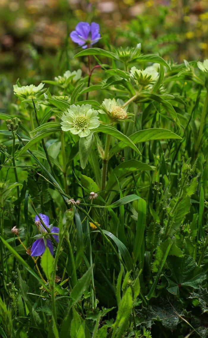 عجلون: أمطار آذار تعزز المخزون المائي للتربة..صور