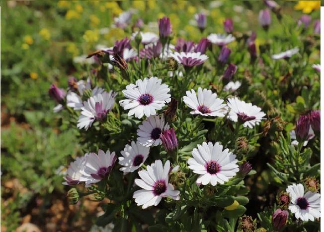 عجلون: الأقحوان الأبيض ثروة طبيعية تعزز الغطاء النباتي