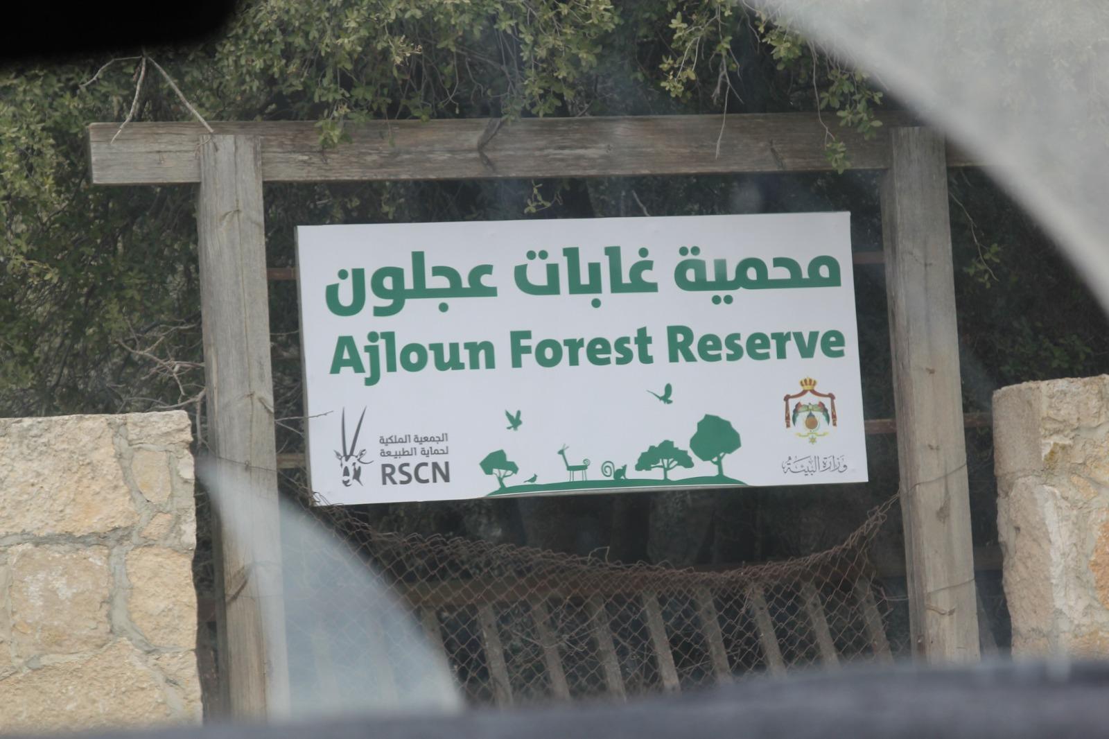 575 نوعاً من النباتات البرية تعزز التنوع الحيوي في محمية غابات عجلون