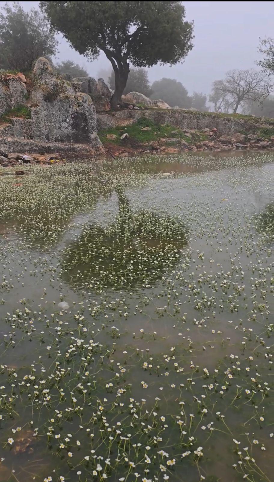 بركة “شين” في رأس منيف..تناغم الطبيعة والتاريخ يعزز السياحة البيئية