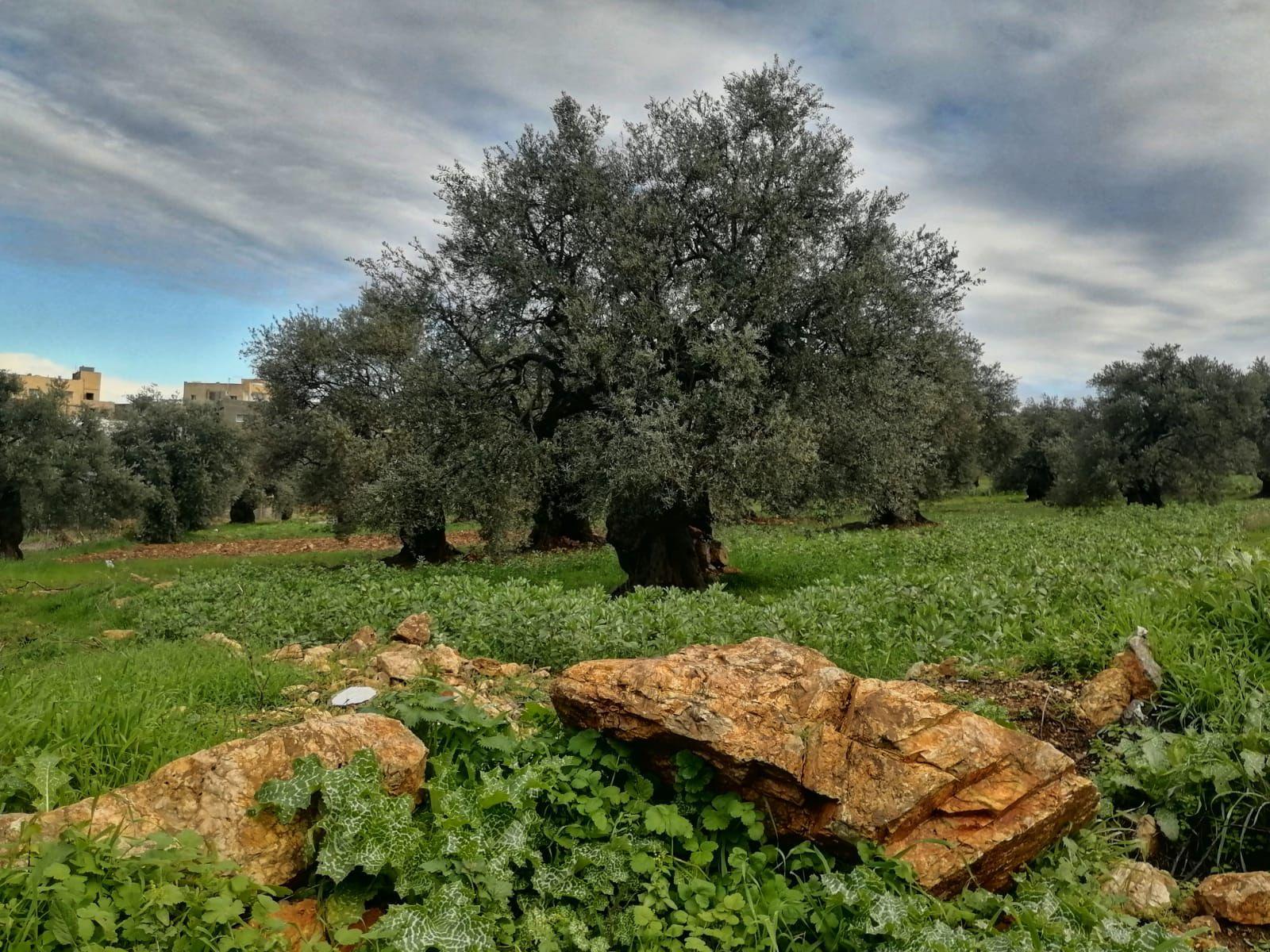 عجلون: الأشجار المعمرة ركيزة لتعزيز خصوبة التربة واستدامة الموارد الطبيعية