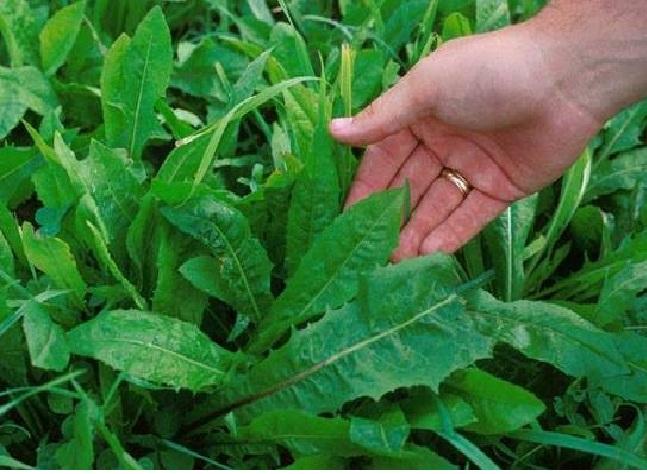 هندباء عجلون.. كنز بري بنكهة صحية وفوائد علاجية