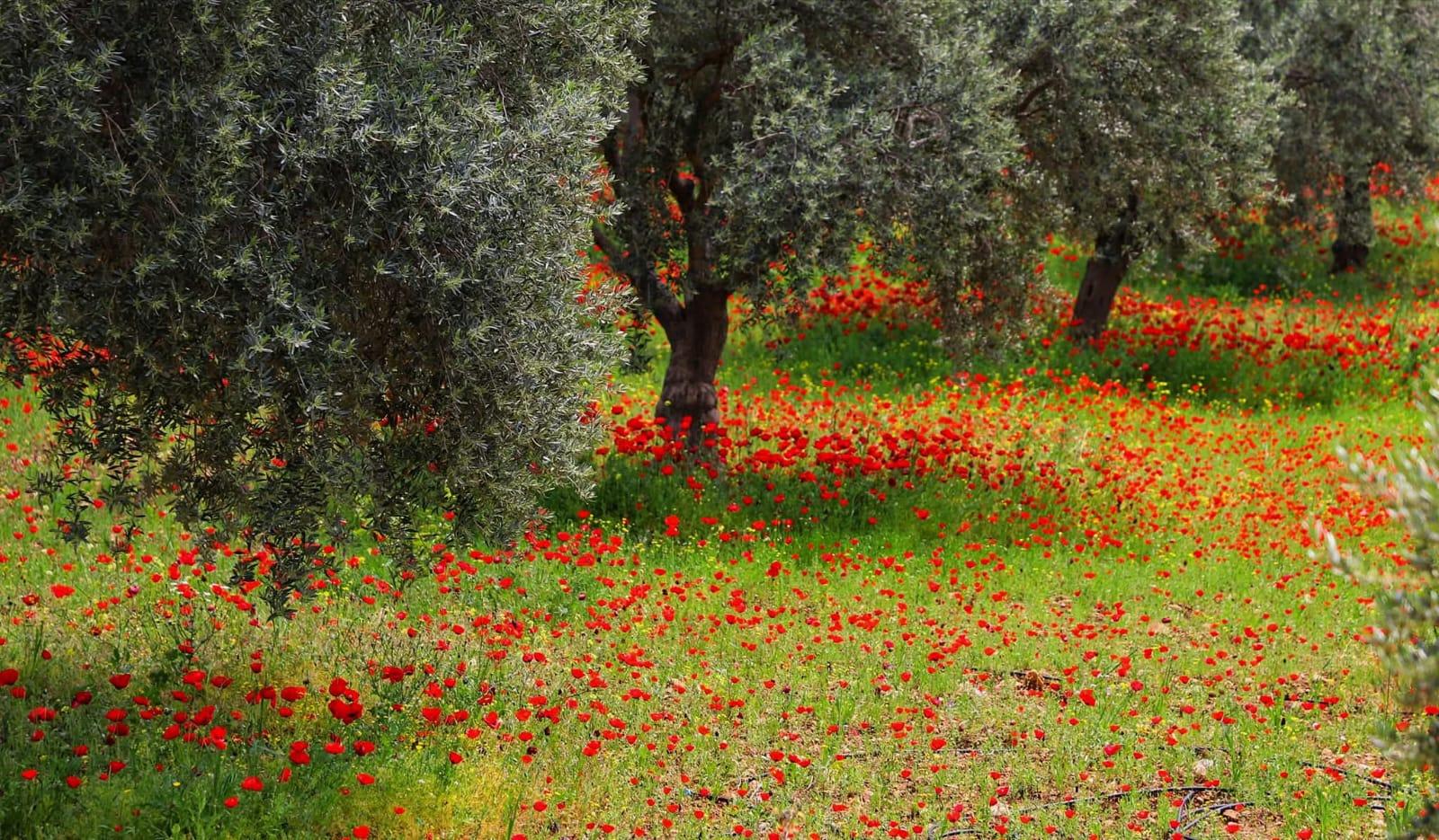 الربيع في عجلون..لوحة طبيعية نابضة بالحياة