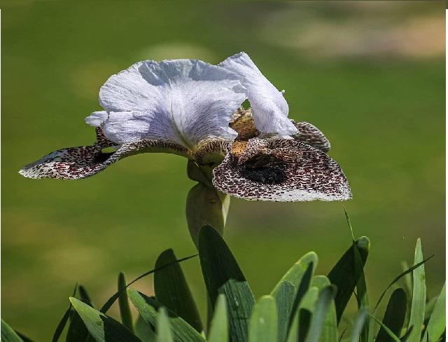 السوسنة البيضاء في عجلون ..  مؤشر على التوزان البيئي 