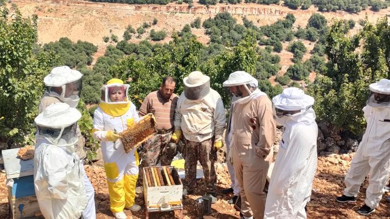 عجلون: إنتاج العسل مهنة متنامية تدعم الاقتصاد الريفي