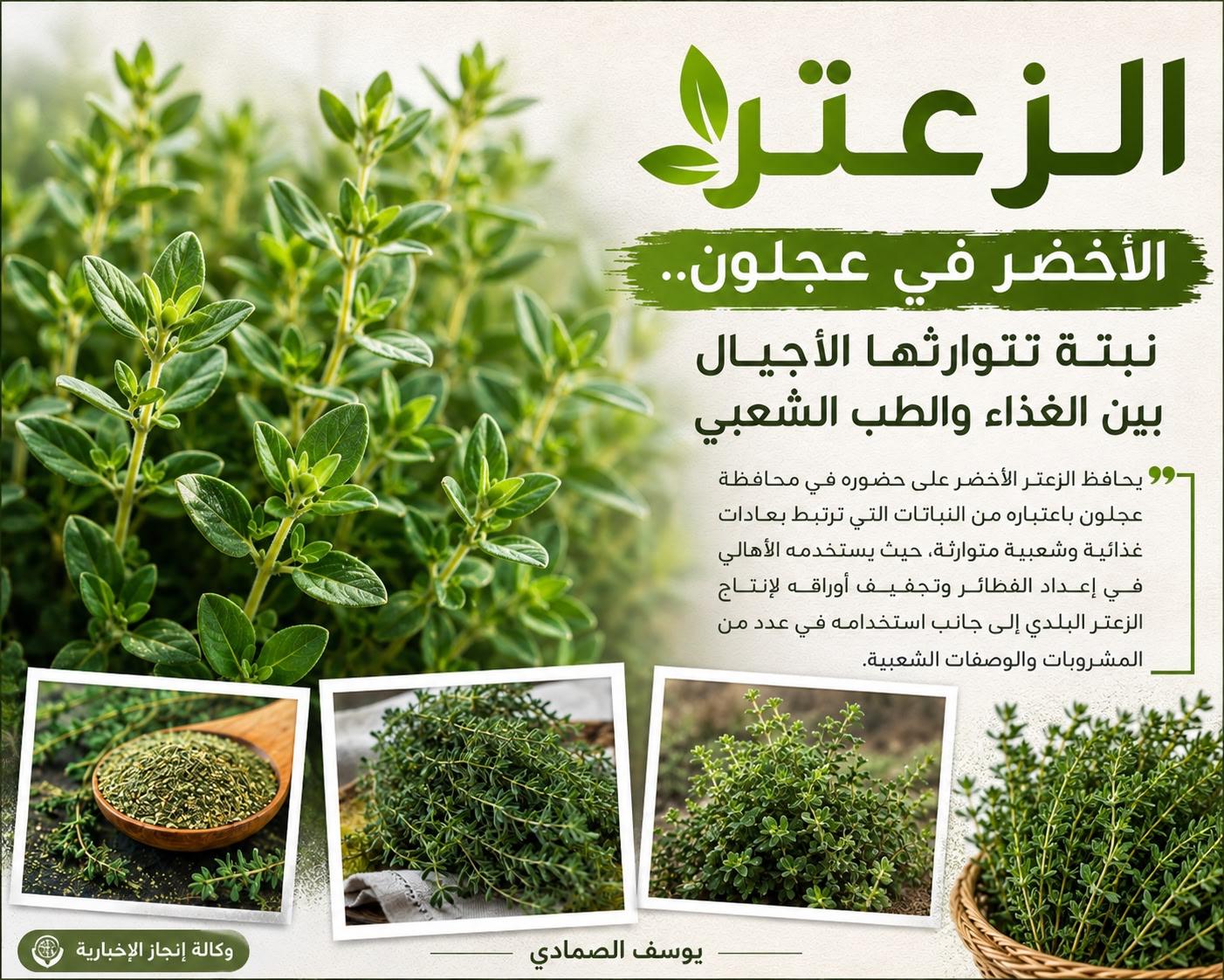 الزعتر الأخضر في عجلون .. نبتة تتوارثها الأجيال بين الغذاء والطب الشعبي